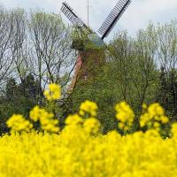 3170_3745 Gelbe Rapsblüte in Hamburg Reitbrook - Frühling in den Vierlanden. | Fruehlingsfotos aus der Hansestadt Hamburg; Vol. 2